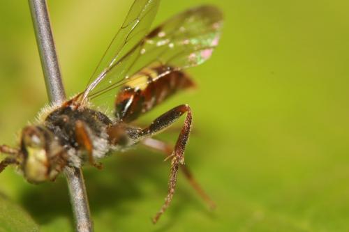 Nomada sp.